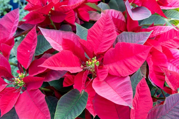 Christmas flower red poinsettia with green leaves.