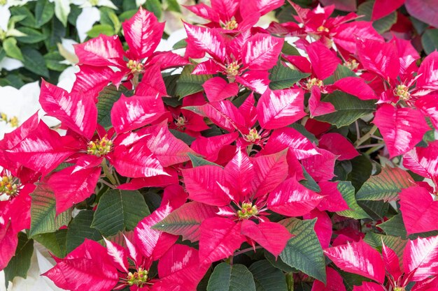 Christmas flower red poinsettia with green leaves.