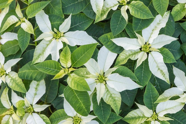 Рождественский цветок белый пуансеттия с зелеными листьями.