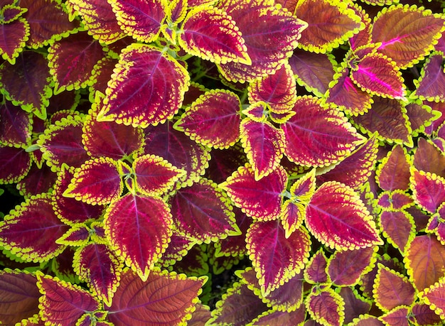 Photo christmas flowers, poinsettias with green and pink leaves for background. top view