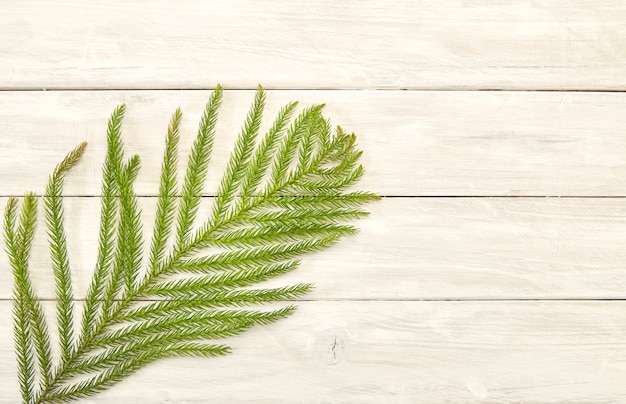 Christmas frame of fir branches