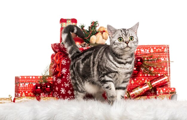 Photo christmas gift british shorthair looking up isolated on white