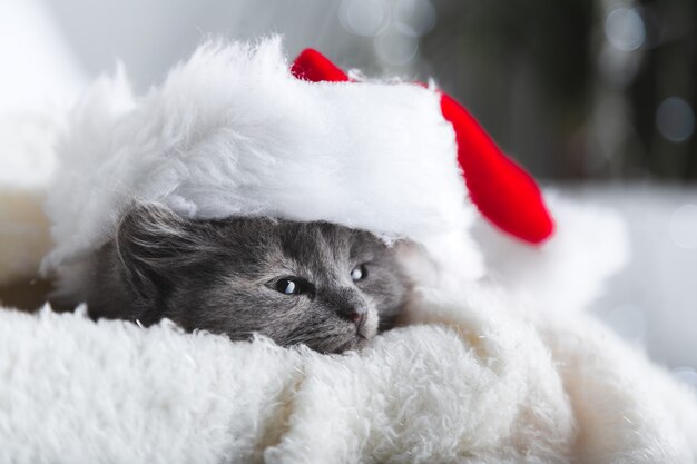 Christmas gray fluffy Kitten in Santa Claus hat portrait on soft fluffy white plaid. Christmas grey New Year cat relax on white background with copy space.