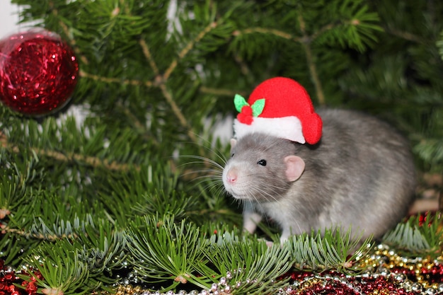 Christmas gray rat among natural Christmas trees