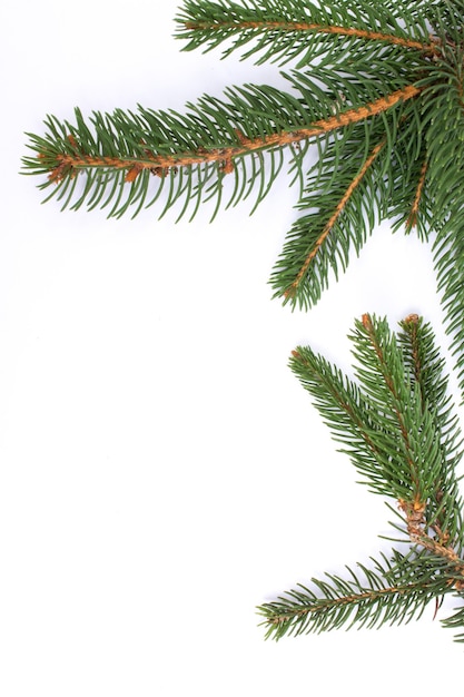 Christmas greeting card Branch of fir on white background and copy space