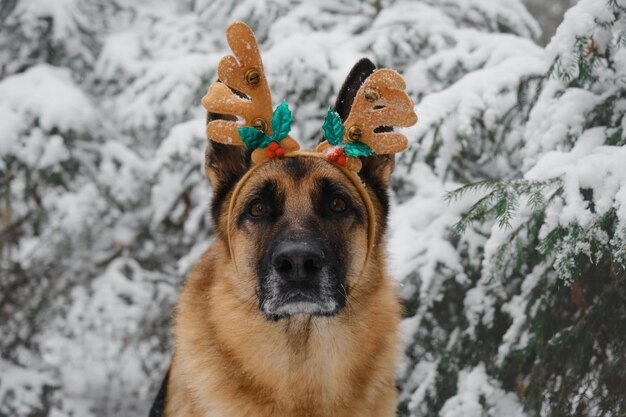 クリスマスのグリーティング カードの角を持つ犬の肖像画をクローズ アップ