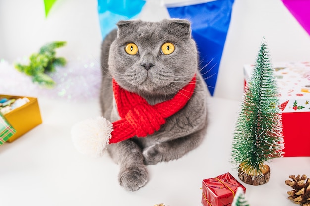 Christmas grey cat with decorations and gifts Beautiful greeting card for the new year