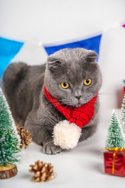 Christmas grey cat with decorations and gifts Beautiful greeting card for the new year