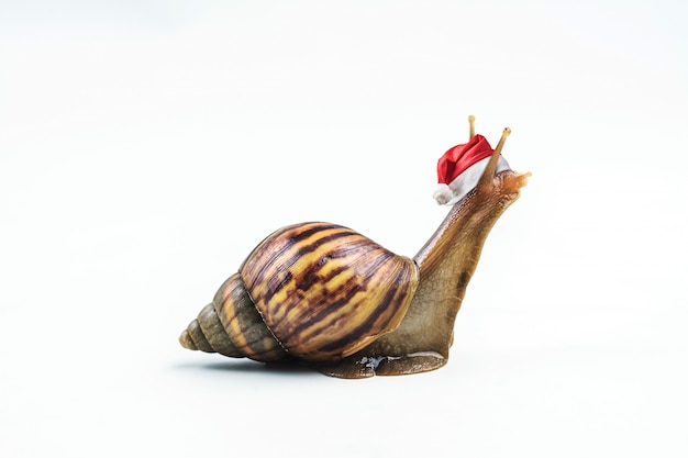 Christmas hat with snails on white background