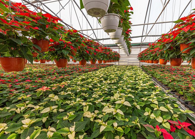 Foto piante di poinsettia per le vacanze di natale