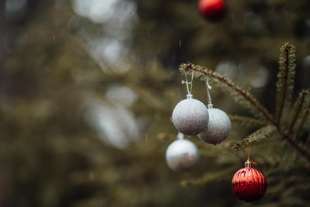 写真 クリスマス・ホリデー