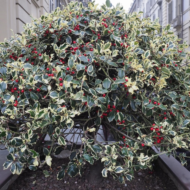 Photo christmas holly plant