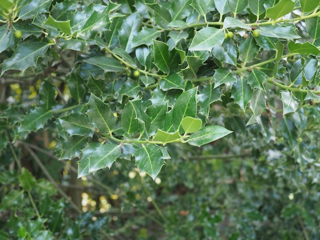 Photo christmas holly plant