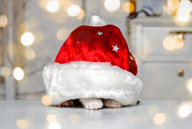 Christmas kitten hid in a red Santa Claus hat.