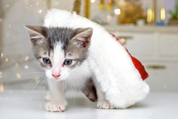 写真 赤いサンタクロースの帽子をかぶったクリスマスの子猫。面白い子猫。