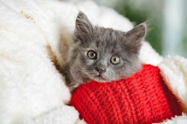 赤いニット素材のクリスマス子猫