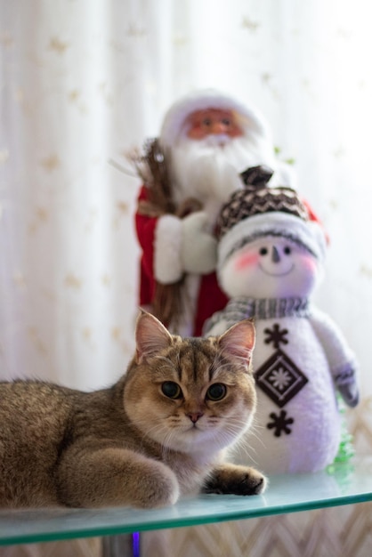 Christmas Kitty British Shorthair Golden Chinchilla NY25