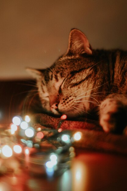 Christmas kitty kitty