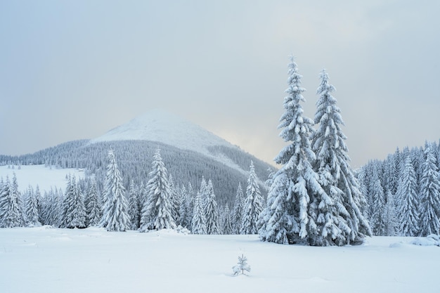 雪の中でモミの木とクリスマスの風景