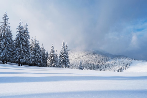 山のトウヒとクリスマスの風景