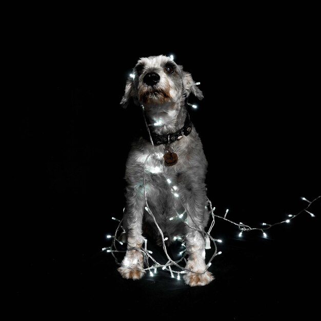 Foto ritratto di cane con luci di natale