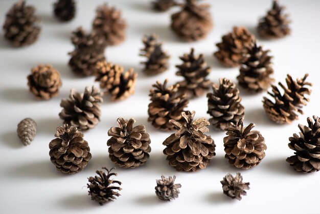 Christmas minimalistic concept still life of pine cones on a white background