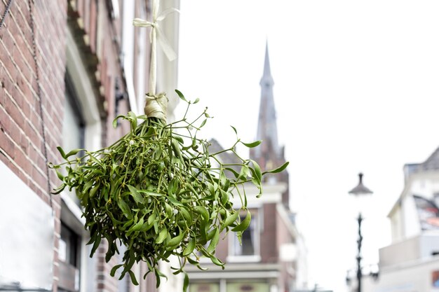 Photo christmas mistletoe bouquet hanging above shop entrance. christmas eu vintage urban decor. broom from green mistletoe retro lifestyle holiday in netherlands. christmas plant.