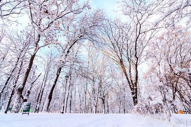 セントラルパークのクリスマスの朝雪に覆われた冬の背景冬の背景にクリスマスライト