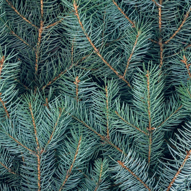 Photo christmas natural background and branches of a blue spruce.