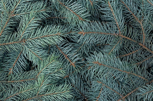 Sfondo naturale di natale e rami di un abete rosso blu.