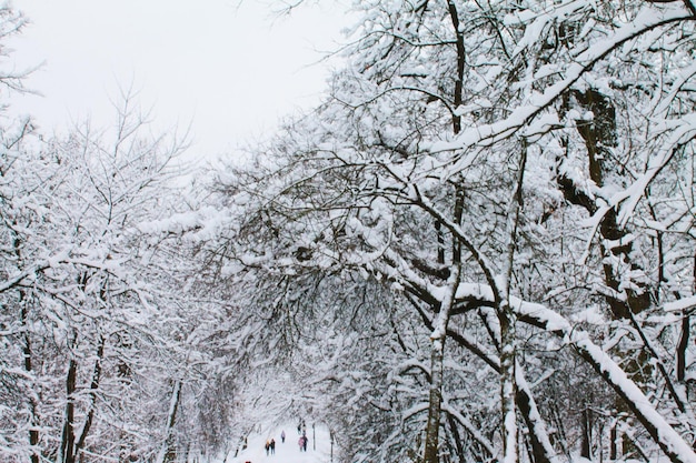 Christmas and New Year Alley covered with snow