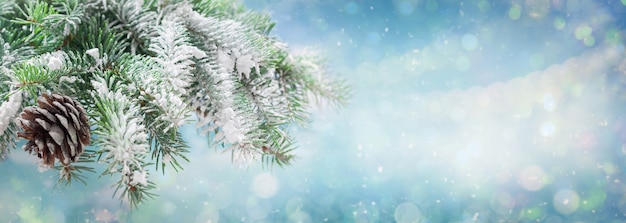 Christmas and New Year background Snowy fir tree branches on winter blurred background