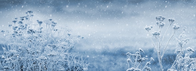 クリスマスと新年の背景、降雪時の雪に覆われた植物の茂み、パノラマ