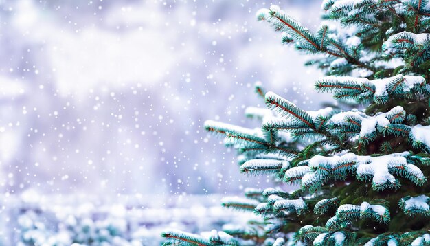 Christmas and new year background with snowcovered spruce branches on a blurred background