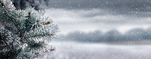 Sfondo di natale e capodanno con rami di abete rosso sullo sfondo di un paesaggio nuvoloso durante una nevicata