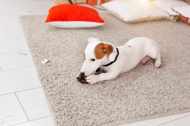 Photo christmas and pet concept - jack russell terrier puppy nibbles at a fir.