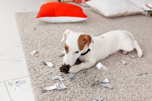 Christmas and pet concept - Jack russell terrier puppy nibbles at a fir.