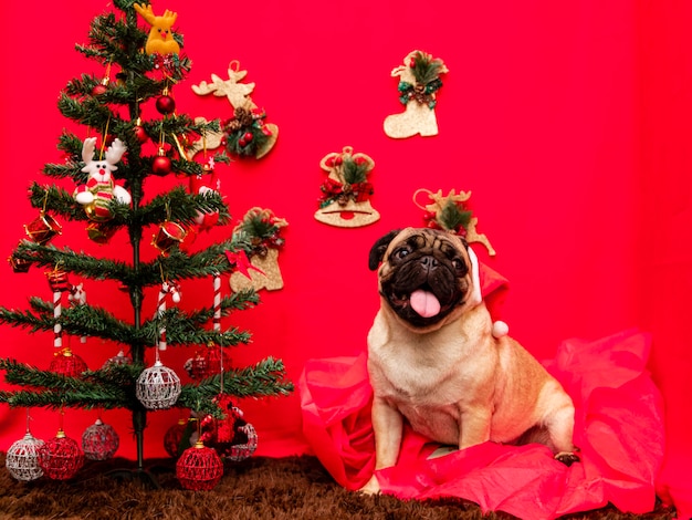 パグ犬とのクリスマスペット写真。