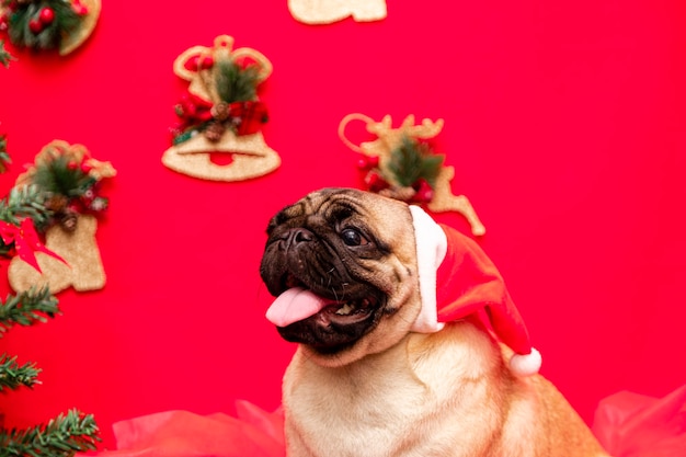 Christmas pet photography with pug dog.