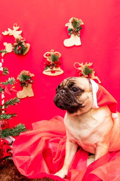 パグ犬とのクリスマスペット写真。