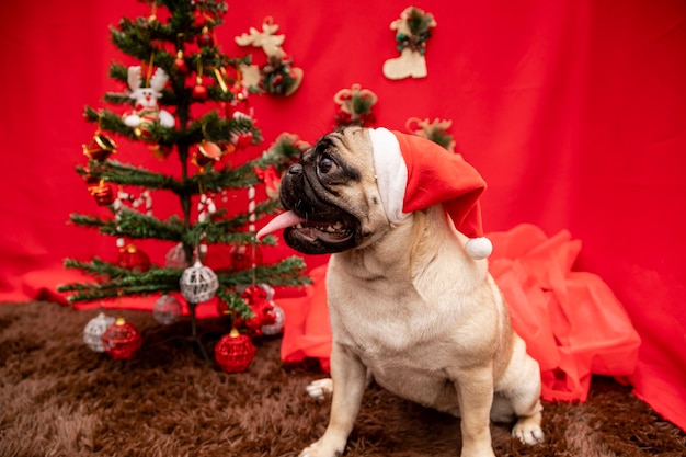 パグ犬とのクリスマスペット写真。