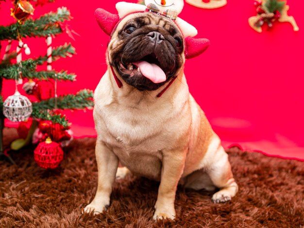 パグ犬とのクリスマスペット写真。