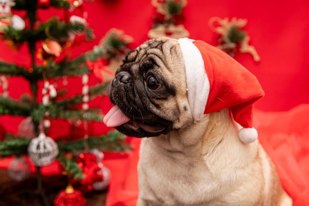 パグ犬とのクリスマスペット写真。