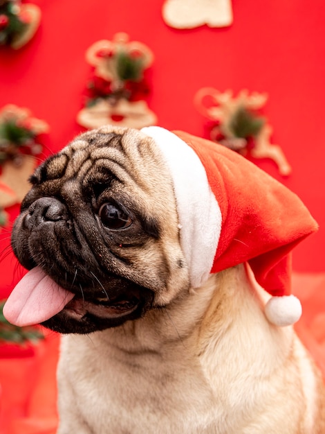 Christmas pet photography with pug dog.