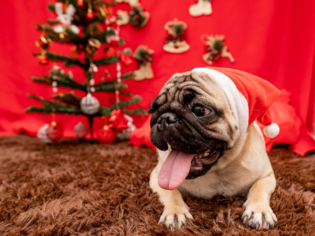 パグ犬とのクリスマスペット写真。