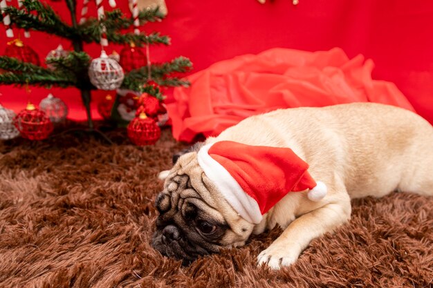 パグ犬とのクリスマスペット写真。