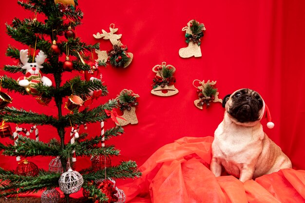 パグ犬とのクリスマスペット写真。