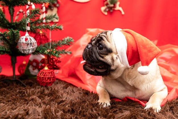 パグ犬とのクリスマスペット写真。