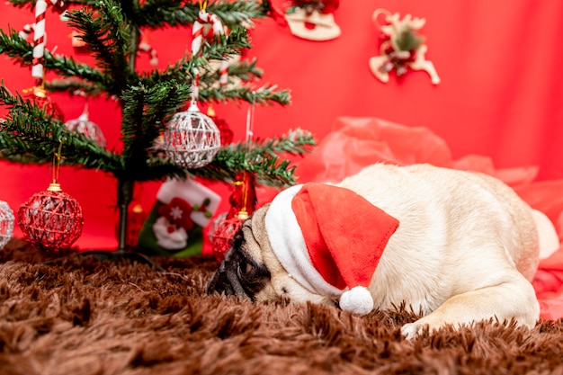 パグ犬とのクリスマスペット写真。