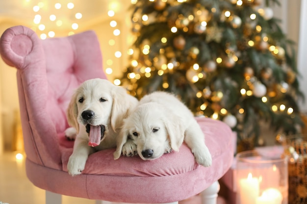 Foto di natale di due giovani labrador su una sedia sotto un albero di capodanno.